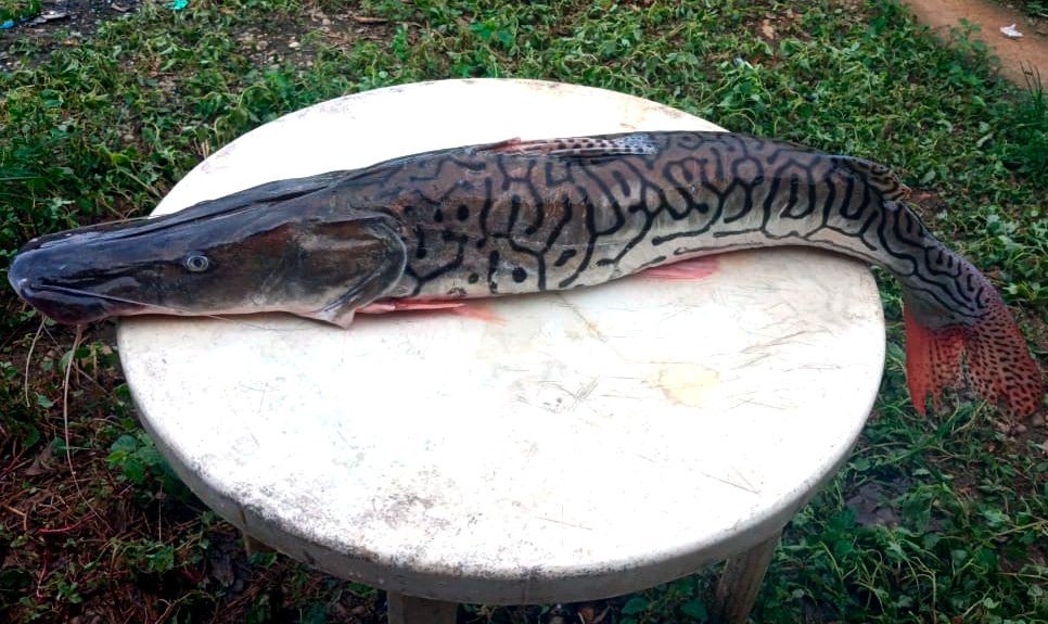 Cevicheria Rompeolas
